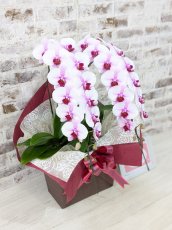 画像2: 【☆新機能☆ＢＯＸ胡蝶蘭】　乙姫(薄ピンクミディ)＊（２本立）＜７つの特典付き！＞〈約高さ６５ｃｍ、横幅３０ｃｍ、奥行き４５ｃｍ〉 (2)