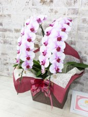 画像3: 【☆新機能☆ＢＯＸ胡蝶蘭】　乙姫(薄ピンクミディ)＊（２本立）＜７つの特典付き！＞〈約高さ６５ｃｍ、横幅３０ｃｍ、奥行き４５ｃｍ〉 (3)