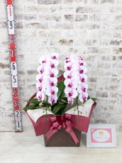画像4: 【☆新機能☆ＢＯＸ胡蝶蘭】　乙姫(薄ピンクミディ)＊（２本立）＜７つの特典付き！＞〈約高さ６５ｃｍ、横幅３０ｃｍ、奥行き４５ｃｍ〉 (4)