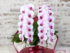 画像5: 【☆新機能☆ＢＯＸ胡蝶蘭】　乙姫(薄ピンクミディ)＊（２本立）＜７つの特典付き！＞〈約高さ６５ｃｍ、横幅３０ｃｍ、奥行き４５ｃｍ〉 (5)