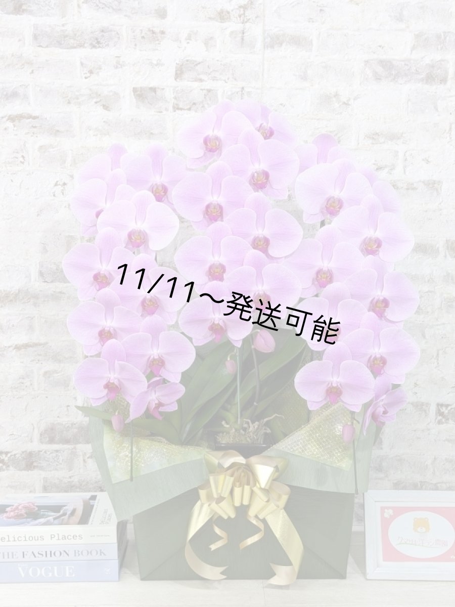 画像1: 【☆新機能☆ＢＯＸ胡蝶蘭】　姫葵(ヒメアオイ)大輪＊ピンク＊（３本立）＊（大輪）＜７つの特典付き！＞〈約高さ９０ｃｍ、横幅５５ｃｍ、奥行き４０ｃｍ〉33輪以上 (1)