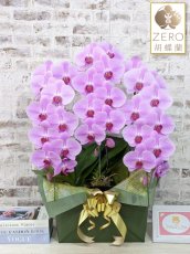 画像1: 【ＺＥＲＯ胡蝶蘭】　姫葵(ヒメアオイ)大輪＊ピンク＊（３本立）＊（大輪）＜７つの特典付き！＞〈約高さ９０ｃｍ、横幅５５ｃｍ、奥行き４０ｃｍ〉33輪以上 (1)