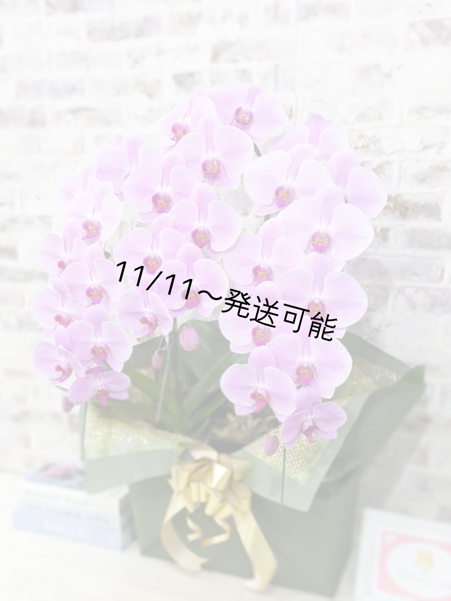 画像3: 【☆新機能☆ＢＯＸ胡蝶蘭】　姫葵(ヒメアオイ)大輪＊ピンク＊（３本立）＊（大輪）＜７つの特典付き！＞〈約高さ９０ｃｍ、横幅５５ｃｍ、奥行き４０ｃｍ〉33輪以上 (3)