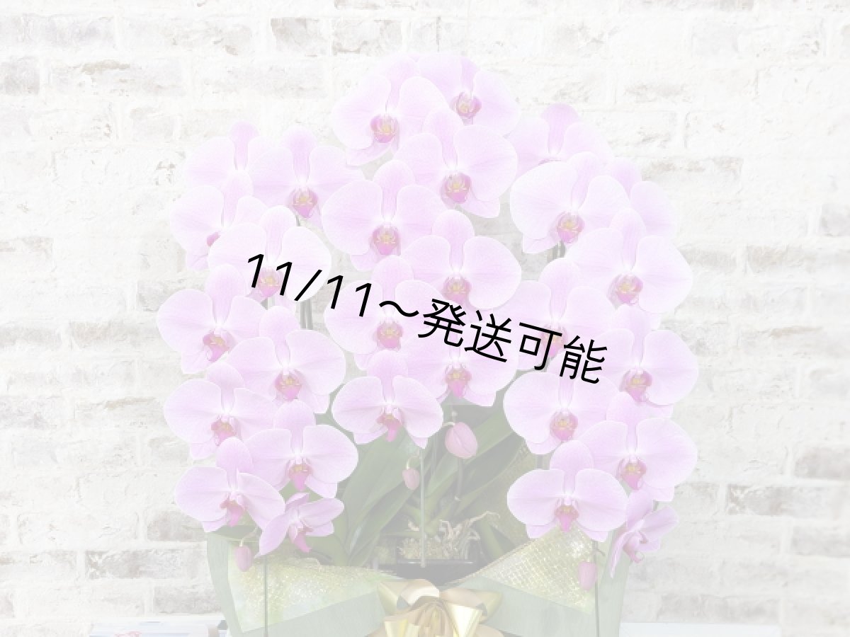 画像4: 【☆新機能☆ＢＯＸ胡蝶蘭】　姫葵(ヒメアオイ)大輪＊ピンク＊（３本立）＊（大輪）＜７つの特典付き！＞〈約高さ９０ｃｍ、横幅５５ｃｍ、奥行き４０ｃｍ〉33輪以上 (4)