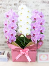 画像1: 【☆新機能☆ＢＯＸ胡蝶蘭】　紅白胡蝶蘭 　『紅玉』(赤白赤)　３本立て＊白・ピンク＊（大輪）＜７つの特典付き！＞〈約高さ９０ｃｍ、横幅５５ｃｍ、奥行き４０ｃｍ〉33輪以上 (1)