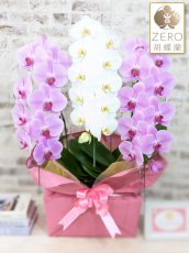 画像1: 【ＺＥＲＯ胡蝶蘭】　紅白胡蝶蘭 　『紅玉』(赤白赤)　３本立て＊白・ピンク＊（大輪）＜７つの特典付き！＞〈約高さ９０ｃｍ、横幅５５ｃｍ、奥行き４０ｃｍ〉33輪以上 (1)