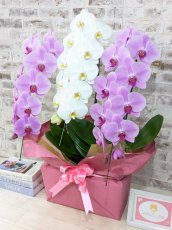 画像2: 【☆新機能☆ＢＯＸ胡蝶蘭】　紅白胡蝶蘭 　『紅玉』(赤白赤)　３本立て＊白・ピンク＊（大輪）＜７つの特典付き！＞〈約高さ９０ｃｍ、横幅５５ｃｍ、奥行き４０ｃｍ〉33輪以上 (2)