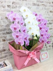 画像4: 【☆新機能☆ＢＯＸ胡蝶蘭】　紅白胡蝶蘭 　『紅玉』(赤白赤)　３本立て＊白・ピンク＊（大輪）＜７つの特典付き！＞〈約高さ９０ｃｍ、横幅５５ｃｍ、奥行き４０ｃｍ〉33輪以上 (4)