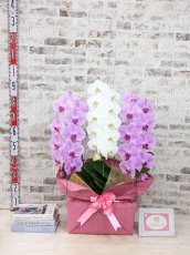 画像5: 【☆新機能☆ＢＯＸ胡蝶蘭】　紅白胡蝶蘭 　『紅玉』(赤白赤)　３本立て＊白・ピンク＊（大輪）＜７つの特典付き！＞〈約高さ９０ｃｍ、横幅５５ｃｍ、奥行き４０ｃｍ〉33輪以上 (5)