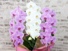 画像3: 【☆新機能☆ＢＯＸ胡蝶蘭】　紅白胡蝶蘭 　『紅玉』(赤白赤)　３本立て＊白・ピンク＊（大輪）＜７つの特典付き！＞〈約高さ９０ｃｍ、横幅５５ｃｍ、奥行き４０ｃｍ〉33輪以上 (3)