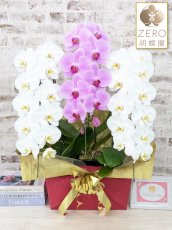 画像1: 【ＺＥＲＯ胡蝶蘭】　紅白胡蝶蘭　『白銀』　(白赤白)　３本立て＊白・ピンク＊（大輪）＜７つの特典付き！＞〈約高さ９０ｃｍ、横幅５５ｃｍ、奥行き４０ｃｍ〉33輪以上 (1)