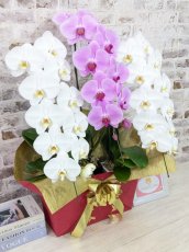 画像3: 【☆新機能☆ＢＯＸ胡蝶蘭】　紅白胡蝶蘭　３本立て＊白・ピンク＊（大輪）＜７つの特典付き！＞〈約高さ９０ｃｍ、横幅５５ｃｍ、奥行き４０ｃｍ〉33輪以上 (3)