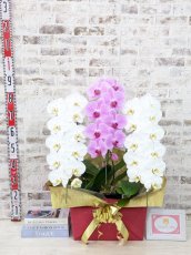 画像5: 【☆新機能☆ＢＯＸ胡蝶蘭】　紅白胡蝶蘭　３本立て＊白・ピンク＊（大輪）＜７つの特典付き！＞〈約高さ９０ｃｍ、横幅５５ｃｍ、奥行き４０ｃｍ〉33輪以上 (5)