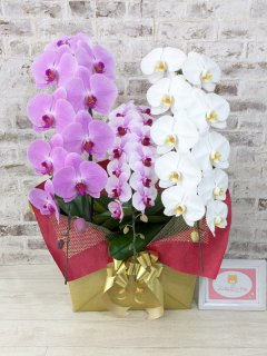 全ての商品一覧 - 胡蝶蘭販売 ランノハナドットコム 全ての商品一覧 - 胡蝶蘭販売 ランノハナドットコム