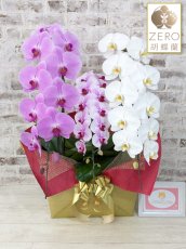 画像1: 【ＺＥＲＯ胡蝶蘭】　ピンク大輪　×乙姫（薄ピンクミディ）×　白大輪＊　３本立て＊ピンク・薄ピンク・白＜７つの特典付き！＞〈約高さ９０ｃｍ、横幅５０ｃｍ、奥行き４０ｃｍ〉 (1)