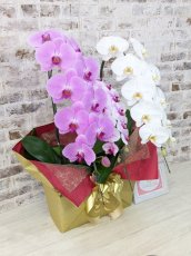 画像2: 【☆新機能☆ＢＯＸ胡蝶蘭】　姫葵（ピンク大輪）×乙姫（薄ピンクミディ）×　白大輪＊　３本立て＊ピンク・薄ピンク・白＜７つの特典付き！＞〈約高さ９０ｃｍ、横幅５０ｃｍ、奥行き４０ｃｍ〉 (2)