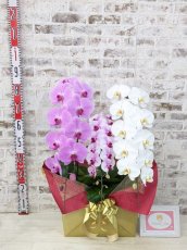 画像5: 【☆新機能☆ＢＯＸ胡蝶蘭】　姫葵（ピンク大輪）×乙姫（薄ピンクミディ）×　白大輪＊　３本立て＊ピンク・薄ピンク・白＜７つの特典付き！＞〈約高さ９０ｃｍ、横幅５０ｃｍ、奥行き４０ｃｍ〉 (5)