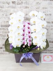 画像6: 【☆新機能☆ＢＯＸ胡蝶蘭】　白大輪　×乙姫（薄ピンクミディ）×　白大輪＊　３本立て＊白・薄ピンク・白＜７つの特典付き！＞〈約高さ９０ｃｍ、横幅５０ｃｍ、奥行き４０ｃｍ〉 (6)