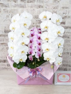 退職祝い】 - 胡蝶蘭販売 ランノハナドットコム