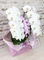 画像4: 【☆新機能☆ＢＯＸ胡蝶蘭】　白大輪　×乙姫（薄ピンクミディ）×　白大輪＊　３本立て＊白・薄ピンク・白＜７つの特典付き！＞〈約高さ９０ｃｍ、横幅５０ｃｍ、奥行き４０ｃｍ〉 (4)