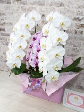 画像2: 【☆新機能☆ＢＯＸ胡蝶蘭】　白大輪　×乙姫（薄ピンクミディ）×　白大輪＊　３本立て＊白・薄ピンク・白＜７つの特典付き！＞〈約高さ９０ｃｍ、横幅５０ｃｍ、奥行き４０ｃｍ〉 (2)