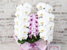 画像3: 【☆新機能☆ＢＯＸ胡蝶蘭】　白大輪　×乙姫（薄ピンクミディ）×　白大輪＊　３本立て＊白・薄ピンク・白＜７つの特典付き！＞〈約高さ９０ｃｍ、横幅５０ｃｍ、奥行き４０ｃｍ〉 (3)