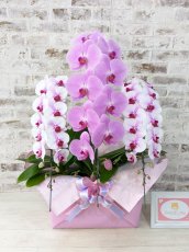 画像1: 【☆新機能☆ＢＯＸ胡蝶蘭】　乙姫（薄ピンクミディ）×　ピンク大輪　×　乙姫（薄ピンクミディ）＊　３本立て＊ピンク・薄ピンク＜７つの特典付き！＞〈約高さ９０ｃｍ、横幅４５ｃｍ、奥行き４０ｃｍ〉 (1)