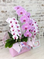 画像4: 【☆新機能☆ＢＯＸ胡蝶蘭】　乙姫（薄ピンクミディ）×　ピンク大輪　×　乙姫（薄ピンクミディ）＊　３本立て＊ピンク・薄ピンク＜７つの特典付き！＞〈約高さ９０ｃｍ、横幅４５ｃｍ、奥行き４０ｃｍ〉 (4)