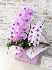 画像2: 【☆新機能☆ＢＯＸ胡蝶蘭】　乙姫（薄ピンクミディ）×　ピンク大輪　×　乙姫（薄ピンクミディ）＊　３本立て＊ピンク・薄ピンク＜７つの特典付き！＞〈約高さ９０ｃｍ、横幅４５ｃｍ、奥行き４０ｃｍ〉 (2)