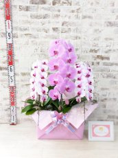 画像5: 【☆新機能☆ＢＯＸ胡蝶蘭】　乙姫（薄ピンクミディ）×　ピンク大輪　×　乙姫（薄ピンクミディ）＊　３本立て＊ピンク・薄ピンク＜７つの特典付き！＞〈約高さ９０ｃｍ、横幅４５ｃｍ、奥行き４０ｃｍ〉 (5)