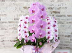 画像3: 【☆新機能☆ＢＯＸ胡蝶蘭】　乙姫（薄ピンクミディ）×　ピンク大輪　×　乙姫（薄ピンクミディ）＊　３本立て＊ピンク・薄ピンク＜７つの特典付き！＞〈約高さ９０ｃｍ、横幅４５ｃｍ、奥行き４０ｃｍ〉 (3)