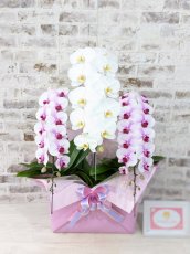 画像1: 【☆新機能☆ＢＯＸ胡蝶蘭】　乙姫（薄ピンクミディ）×　白大輪　×　乙姫（薄ピンクミディ）＊　３本立て＊ピンク・薄ピンク＜７つの特典付き！＞〈約高さ９０ｃｍ、横幅４５ｃｍ、奥行き４０ｃｍ〉 (1)