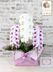 画像1: 【ＺＥＲＯ胡蝶蘭】　乙姫（薄ピンクミディ）×　白大輪　×　乙姫（薄ピンクミディ）＊　３本立て＊ピンク・薄ピンク＜７つの特典付き！＞〈約高さ９０ｃｍ、横幅４５ｃｍ、奥行き４０ｃｍ〉 (1)