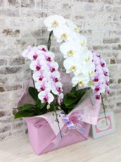 画像4: 【☆新機能☆ＢＯＸ胡蝶蘭】　乙姫（薄ピンクミディ）×　白大輪　×　乙姫（薄ピンクミディ）＊　３本立て＊ピンク・薄ピンク＜７つの特典付き！＞〈約高さ９０ｃｍ、横幅４５ｃｍ、奥行き４０ｃｍ〉 (4)
