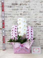 画像5: 【☆新機能☆ＢＯＸ胡蝶蘭】　乙姫（薄ピンクミディ）×　白大輪　×　乙姫（薄ピンクミディ）＊　３本立て＊ピンク・薄ピンク＜７つの特典付き！＞〈約高さ９０ｃｍ、横幅４５ｃｍ、奥行き４０ｃｍ〉 (5)