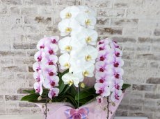 画像3: 【☆新機能☆ＢＯＸ胡蝶蘭】　乙姫（薄ピンクミディ）×　白大輪　×　乙姫（薄ピンクミディ）＊　３本立て＊ピンク・薄ピンク＜７つの特典付き！＞〈約高さ９０ｃｍ、横幅４５ｃｍ、奥行き４０ｃｍ〉 (3)