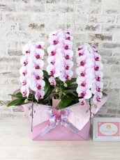 画像1: 【☆新機能☆ＢＯＸ胡蝶蘭】　乙姫(薄ピンクミディ)＊（３本立）＜７つの特典付き！＞〈約高さ７５ｃｍ、横幅４５ｃｍ、奥行き４５ｃｍ〉 (1)