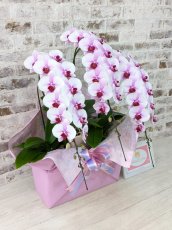 画像4: 【☆新機能☆ＢＯＸ胡蝶蘭】　乙姫(薄ピンクミディ)＊（３本立）＜７つの特典付き！＞〈約高さ７５ｃｍ、横幅４５ｃｍ、奥行き４５ｃｍ〉 (4)