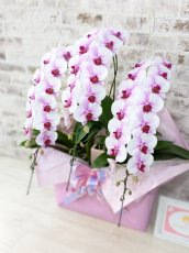 画像2: 【☆新機能☆ＢＯＸ胡蝶蘭】　乙姫(薄ピンクミディ)＊（３本立）＜７つの特典付き！＞〈約高さ７５ｃｍ、横幅４５ｃｍ、奥行き４５ｃｍ〉 (2)