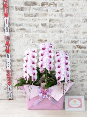 画像5: 【☆新機能☆ＢＯＸ胡蝶蘭】　乙姫(薄ピンクミディ)＊（３本立）＜７つの特典付き！＞〈約高さ７５ｃｍ、横幅４５ｃｍ、奥行き４５ｃｍ〉 (5)