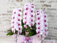 画像3: 【☆新機能☆ＢＯＸ胡蝶蘭】　乙姫(薄ピンクミディ)＊（３本立）＜７つの特典付き！＞〈約高さ７５ｃｍ、横幅４５ｃｍ、奥行き４５ｃｍ〉 (3)