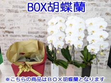 画像10: 【☆新機能☆ＢＯＸ胡蝶蘭】　姫葵（ピンク大輪）×乙姫（薄ピンクミディ）×　白大輪＊　３本立て＊ピンク・薄ピンク・白＜７つの特典付き！＞〈約高さ９０ｃｍ、横幅５０ｃｍ、奥行き４０ｃｍ〉 (10)