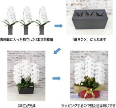 画像7: 【☆新機能☆ＢＯＸ胡蝶蘭】　鳴滝清流胡蝶蘭（なるたきせいりゅうこちょうらん）２本立て＊白＊（大輪）＜７つの特典付き！＞〈約高さ８５ｃｍ、横幅４０ｃｍ、奥行き４０ｃｍ〉22輪以上 (7)