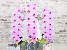 画像3: 【※大型送料3,800円】新商品！ハッピーシルキー　５本立＊薄ピンク・白＊（大輪）＜７つの特典付き！＞〈約高さ９５ｃｍ、横幅８５ｃｍ、奥行き５０ｃｍ〉70輪以上 (3)