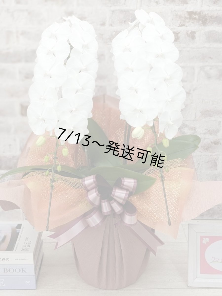 画像1: 【全国洋ラン品評会受賞品種】ミディ系ホワイト胡蝶蘭！『リトルシルキー』＊２本立＊＜７つの特典付き！＞〈約高さ６５ｃｍ、横幅４０ｃｍ、奥行き４５ｃｍ〉３８輪以上 (1)