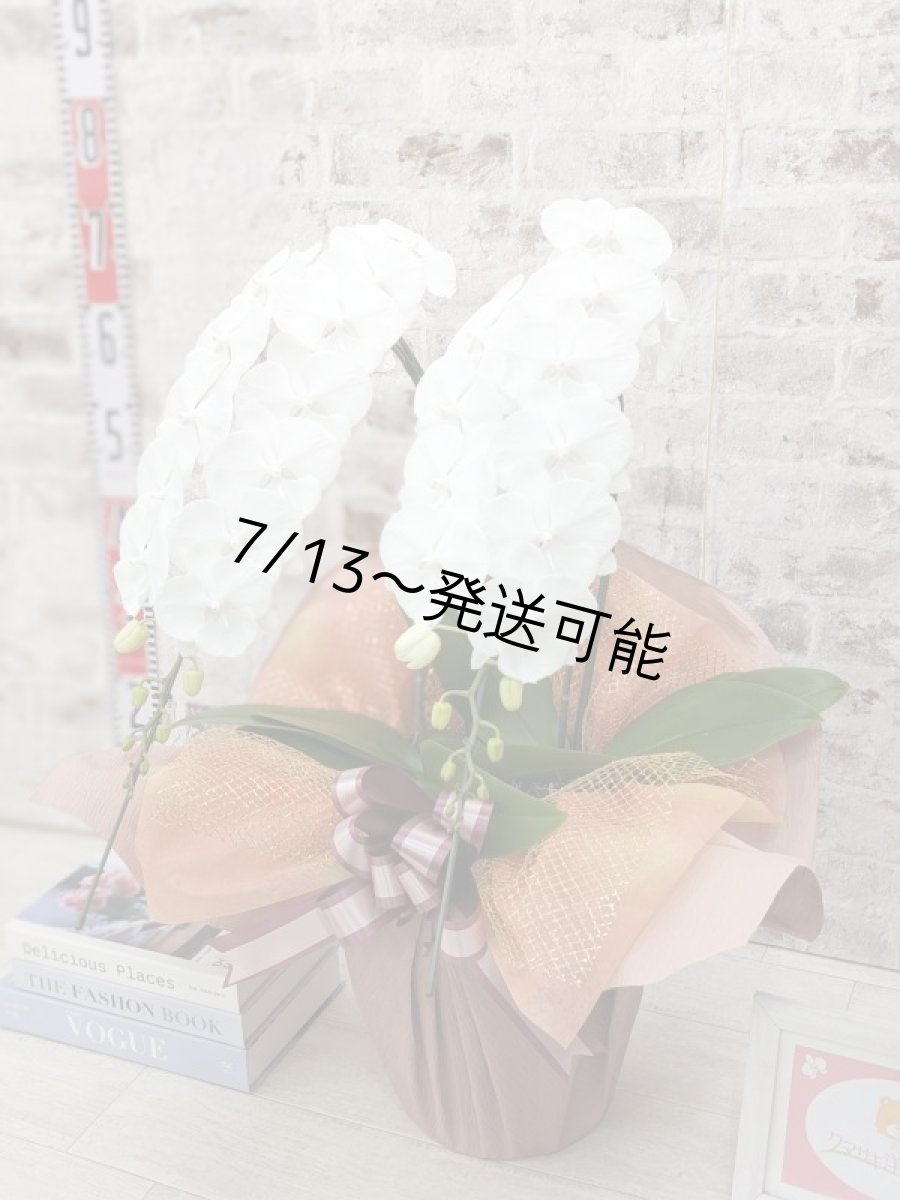画像2: 【全国洋ラン品評会受賞品種】ミディ系ホワイト胡蝶蘭！『リトルシルキー』＊２本立＊＜７つの特典付き！＞〈約高さ６５ｃｍ、横幅４０ｃｍ、奥行き４５ｃｍ〉３８輪以上 (2)