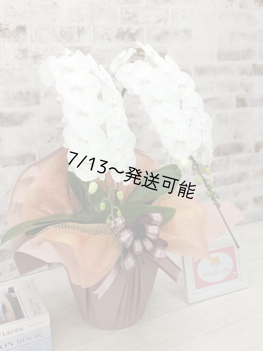 画像3: 【全国洋ラン品評会受賞品種】ミディ系ホワイト胡蝶蘭！『リトルシルキー』＊２本立＊＜７つの特典付き！＞〈約高さ６５ｃｍ、横幅４０ｃｍ、奥行き４５ｃｍ〉３８輪以上 (3)