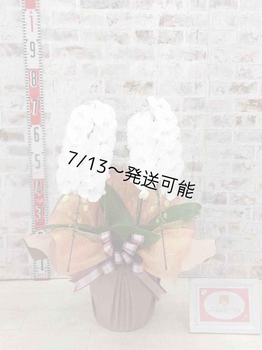 画像5: 【全国洋ラン品評会受賞品種】ミディ系ホワイト胡蝶蘭！『リトルシルキー』＊２本立＊＜７つの特典付き！＞〈約高さ６５ｃｍ、横幅４０ｃｍ、奥行き４５ｃｍ〉３８輪以上 (5)