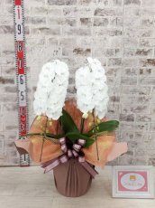 画像5: 【全国洋ラン品評会受賞品種】ミディ系ホワイト胡蝶蘭！『リトルシルキー』＊２本立＊＜７つの特典付き！＞〈約高さ６５ｃｍ、横幅４０ｃｍ、奥行き４５ｃｍ〉３８輪以上 (5)