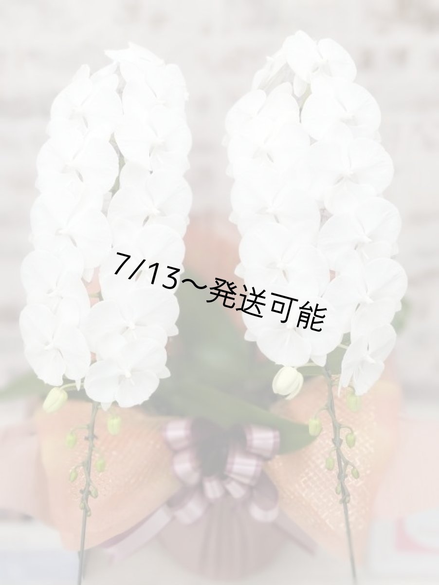 画像4: 【全国洋ラン品評会受賞品種】ミディ系ホワイト胡蝶蘭！『リトルシルキー』＊２本立＊＜７つの特典付き！＞〈約高さ６５ｃｍ、横幅４０ｃｍ、奥行き４５ｃｍ〉３８輪以上 (4)